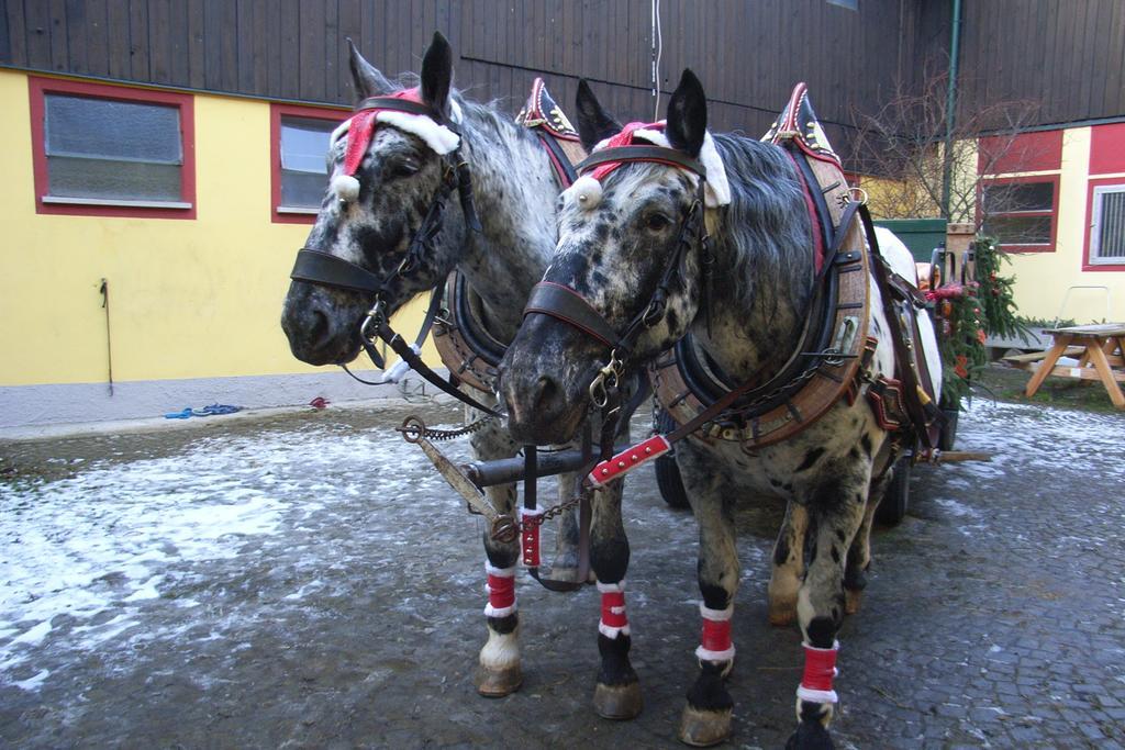 Pension & Reitstall Inghofer Heidenreichstein Bagian luar foto